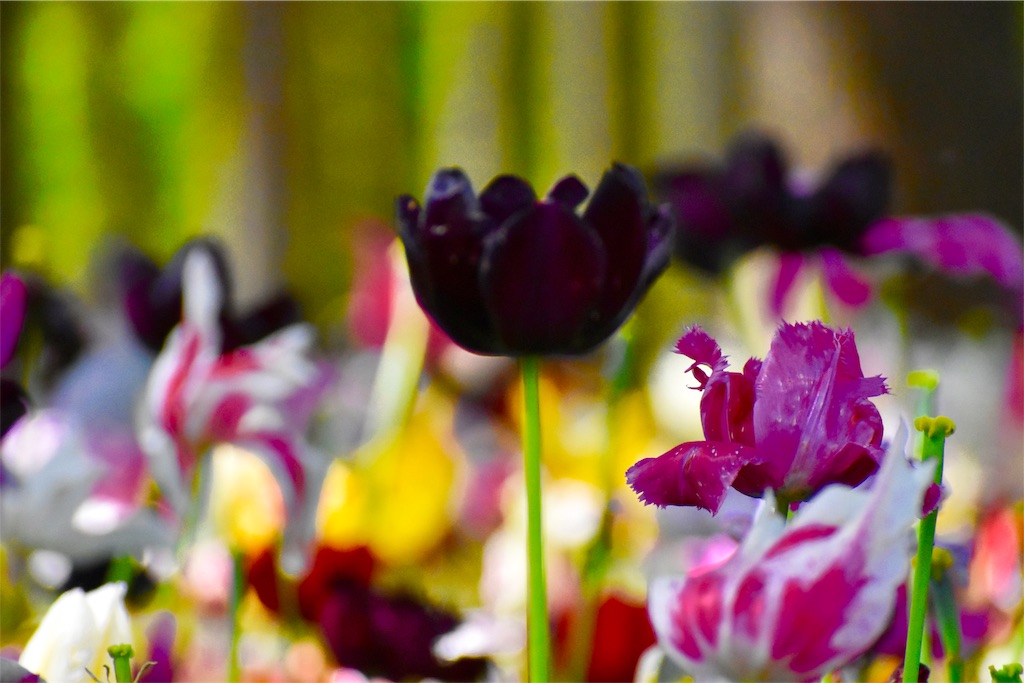 f:id:andrewndgt:20190504115920j:image f:id:andrewndgt:20190504115920j:image