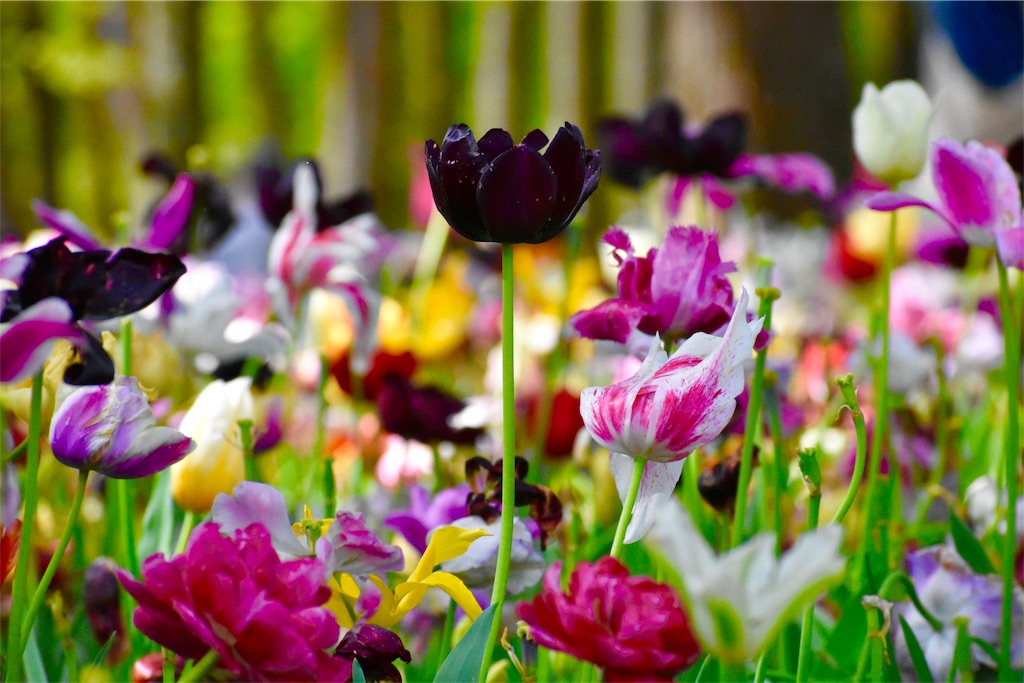 f:id:andrewndgt:20190504115927j:image f:id:andrewndgt:20190504115927j:image