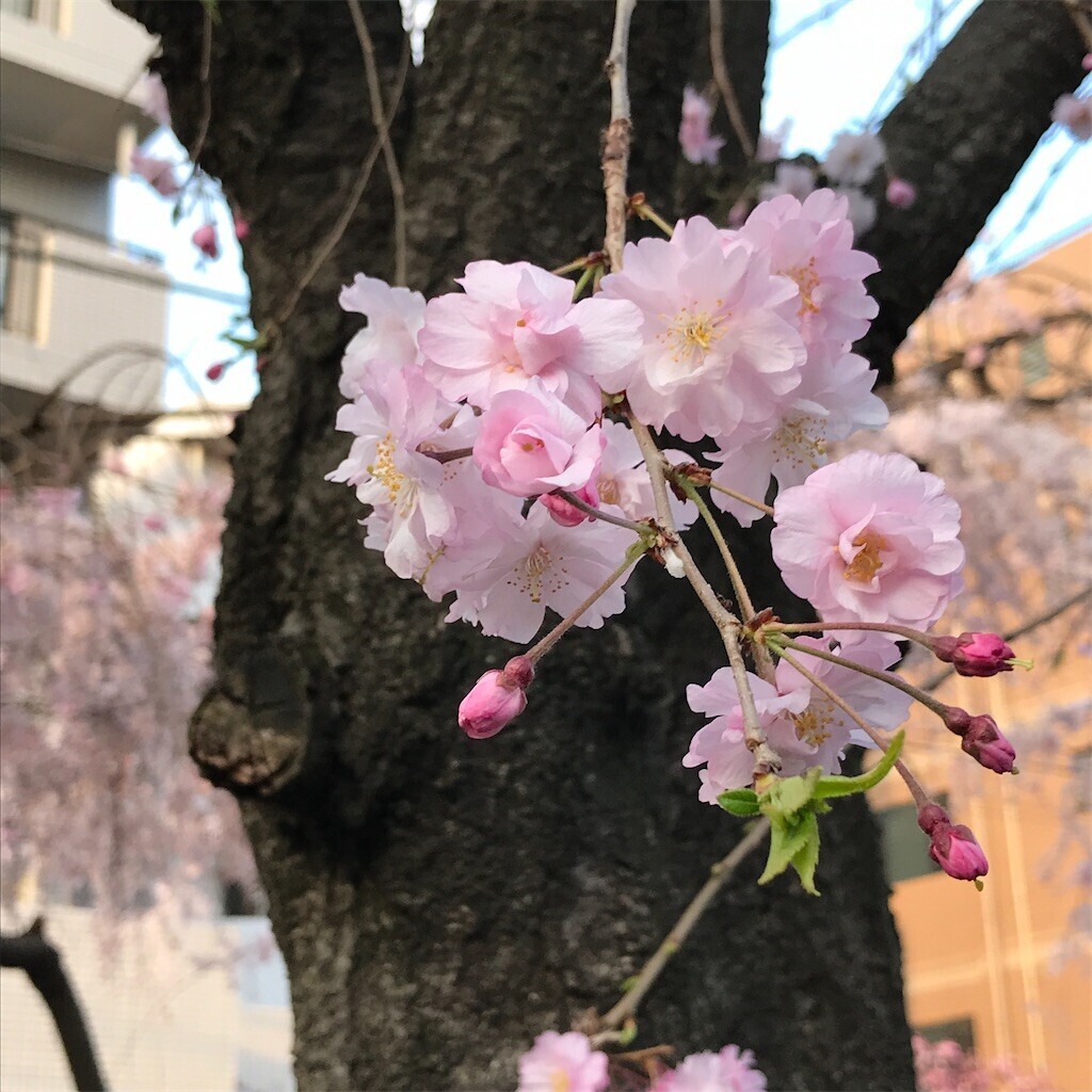 f:id:andy-e49er:20230322184339j:image f:id:andy-e49er:20230322184339j:image