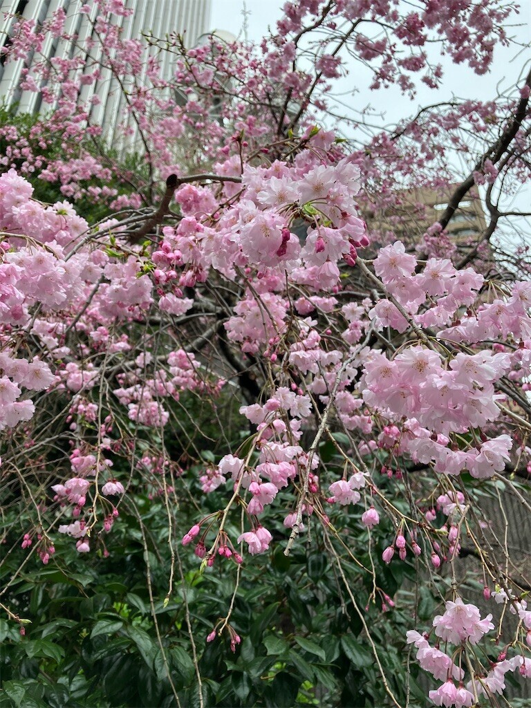 f:id:andy-e49er:20240405174941j:image f:id:andy-e49er:20240405174941j:image