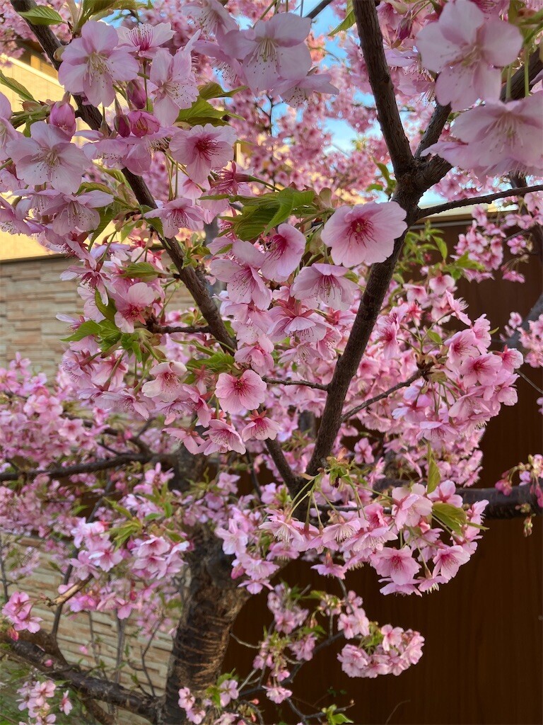 f:id:andy-e49er:20250310193009j:image