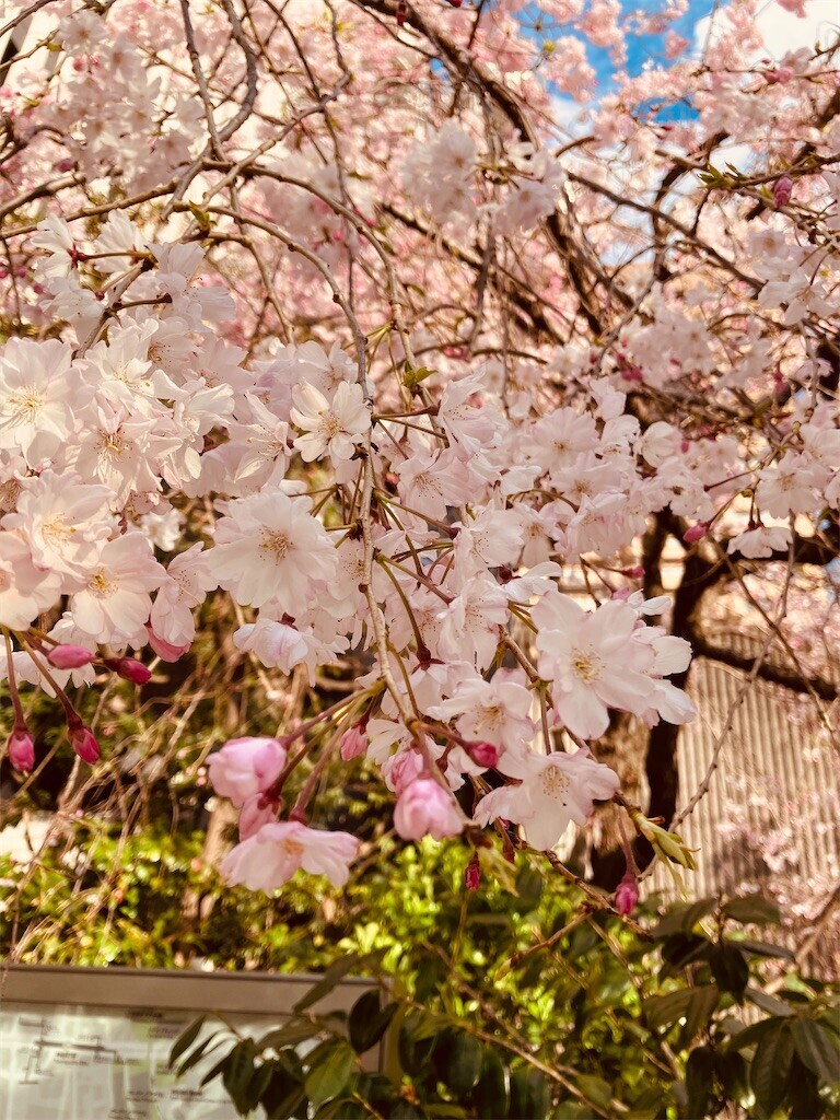 f:id:andy-e49er:20250404170004j:image