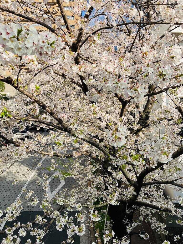 f:id:andy-e49er:20250404170019j:image