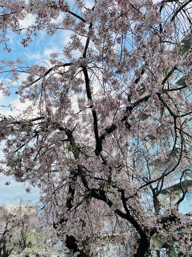 f:id:andy-e49er:20250404185727j:image