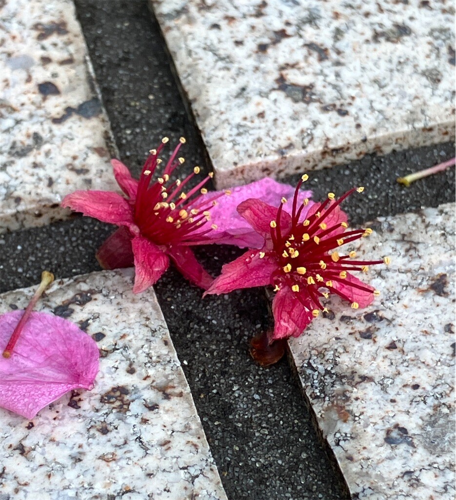 f:id:andy-e49er:20250404185923j:image