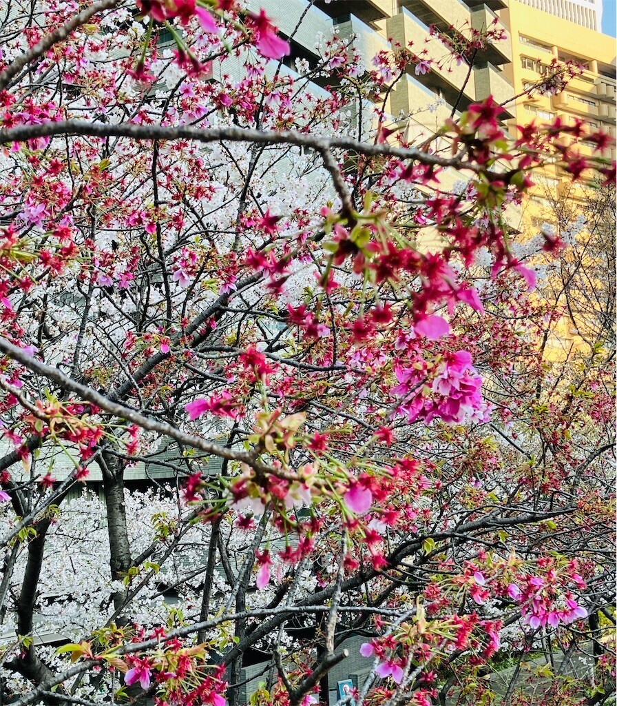 f:id:andy-e49er:20250404190504j:image