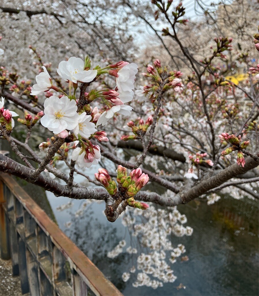 f:id:andy-e49er:20250405165628j:image