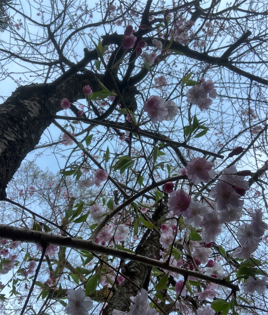 f:id:andy-e49er:20250405185246j:image