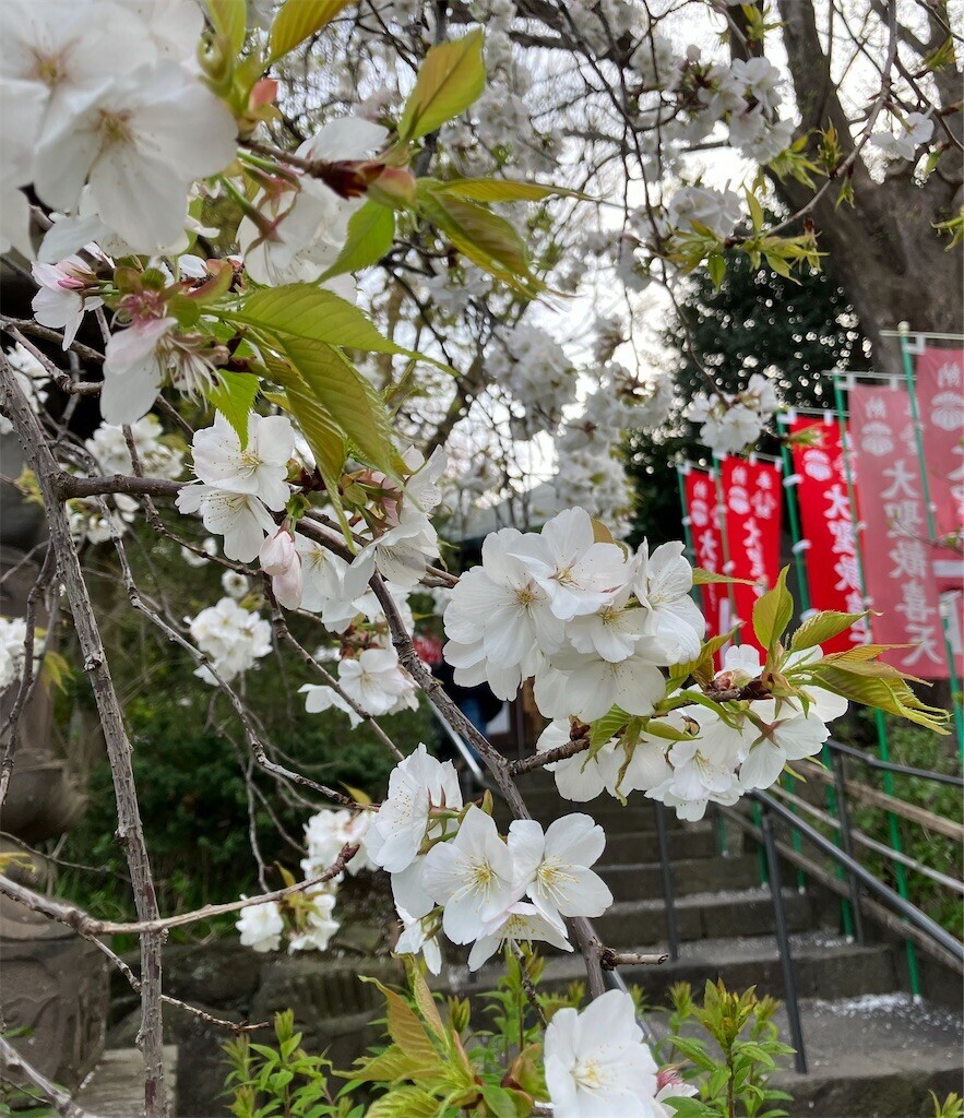 f:id:andy-e49er:20250428120341j:image