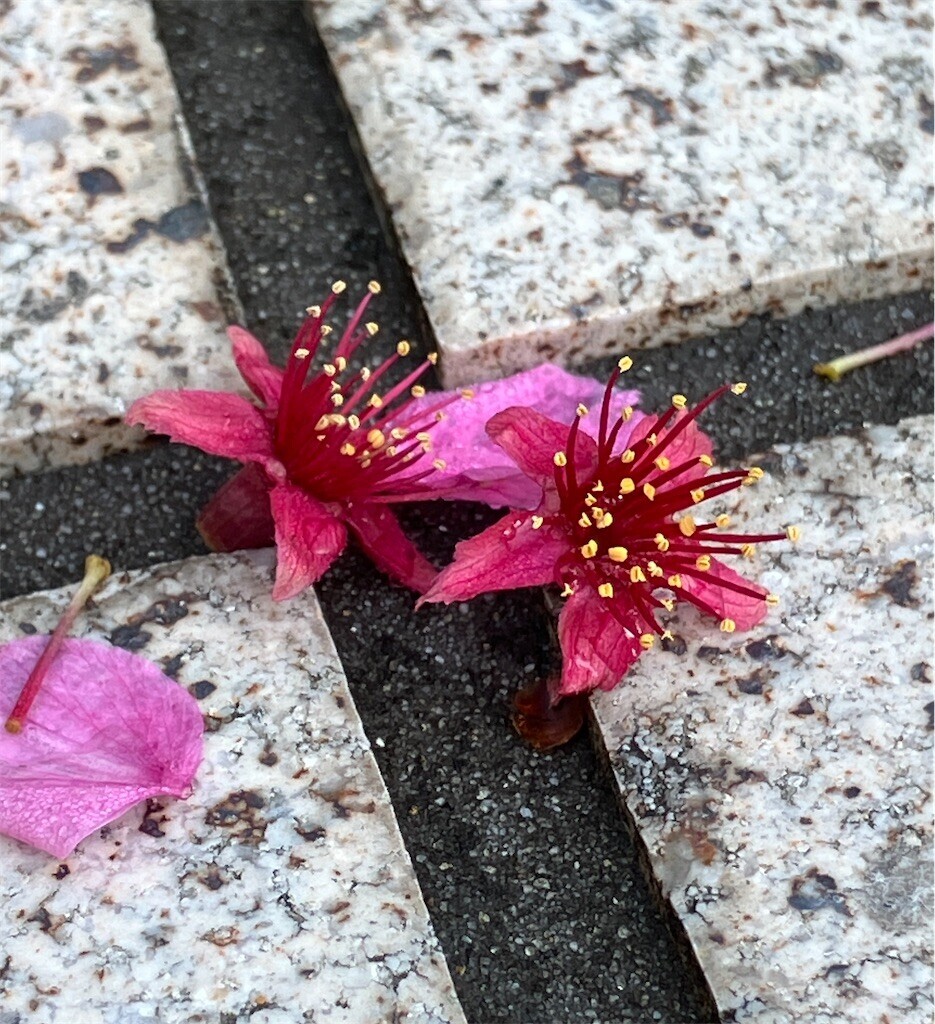 f:id:andy-e49er:20250601055156j:image