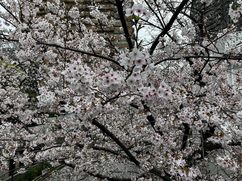 f:id:andy-e49er:20260401192744j:image