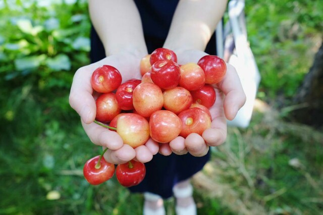 f:id:anemone-kaori:20170625202536j:image f:id:anemone-kaori:20170625202536j:image