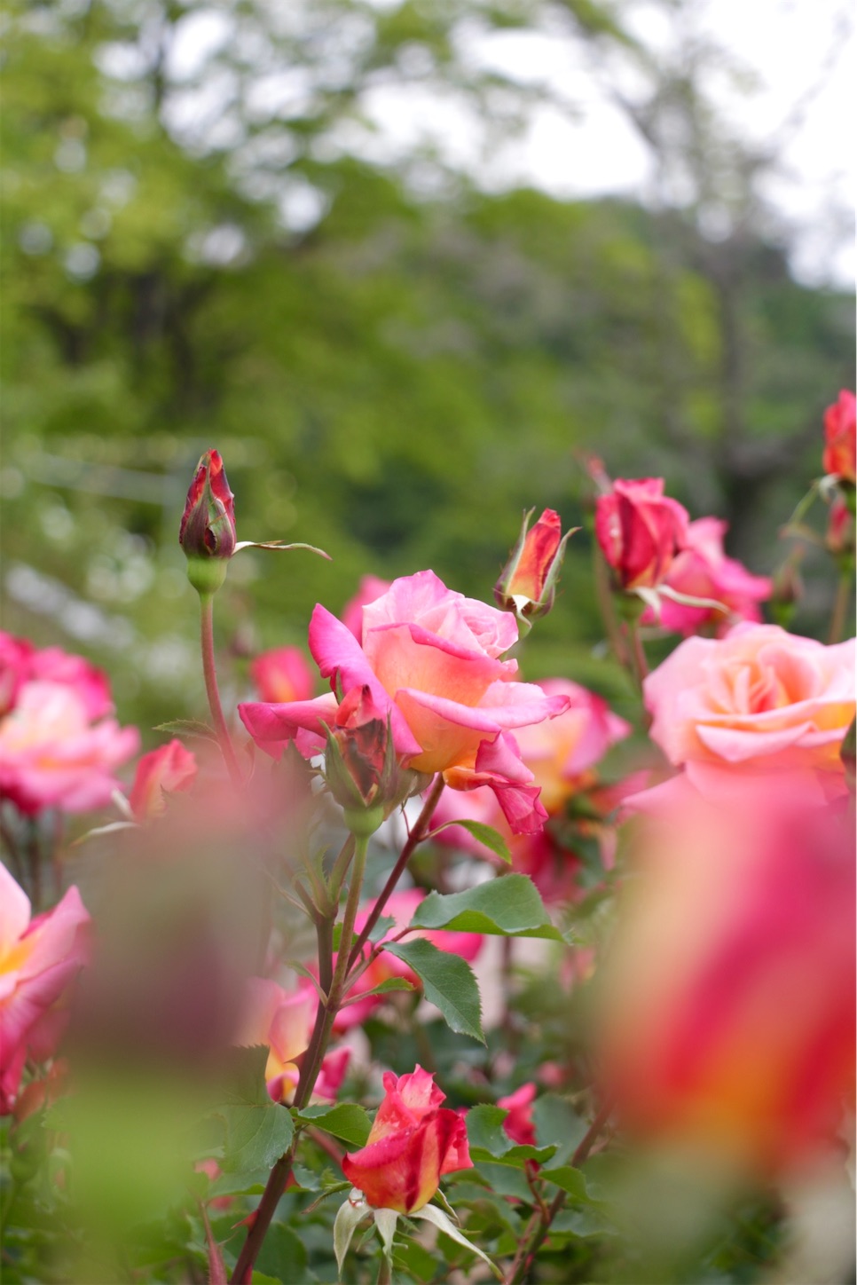 f:id:anemone950:20220514214532j:image f:id:anemone950:20220514214532j:image