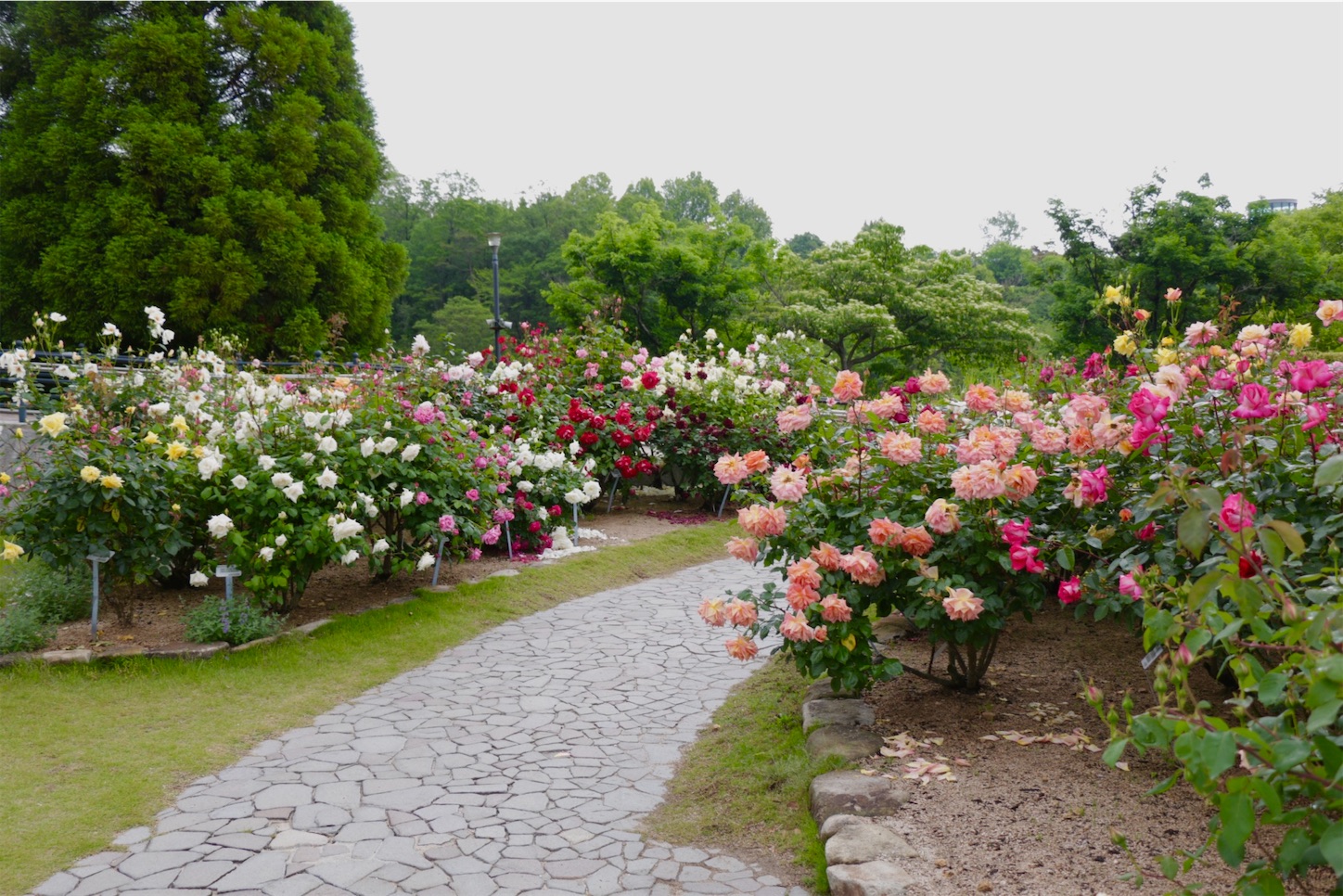 f:id:anemone950:20220514214535j:image f:id:anemone950:20220514214535j:image