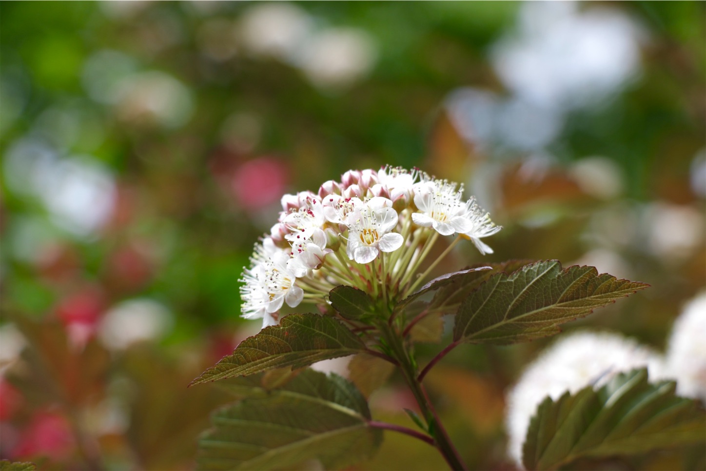 f:id:anemone950:20220514214540j:image f:id:anemone950:20220514214540j:image