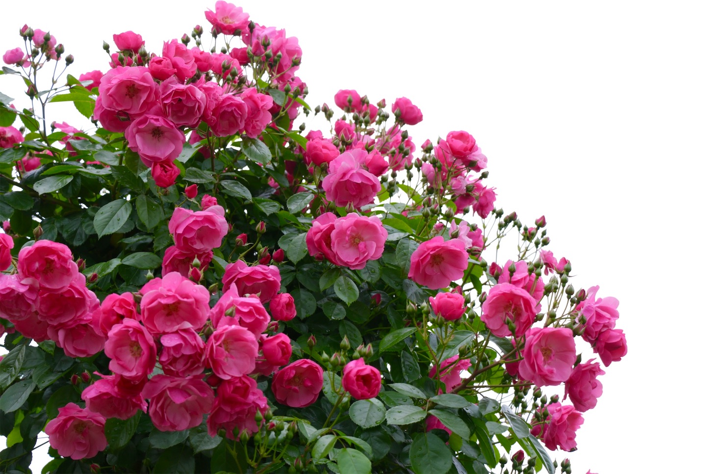 f:id:anemone950:20220514214543j:image f:id:anemone950:20220514214543j:image