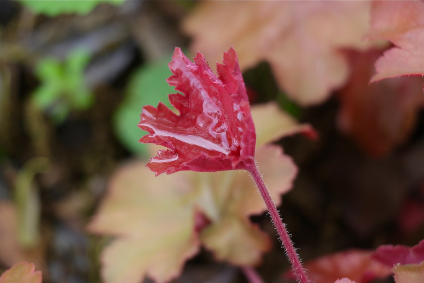 f:id:anemone950:20220514214546j:image f:id:anemone950:20220514214546j:image