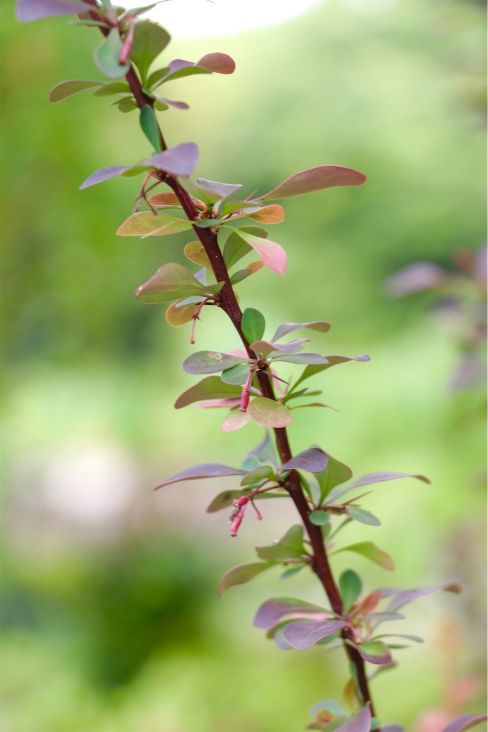 f:id:anemone950:20220514214548j:image f:id:anemone950:20220514214548j:image