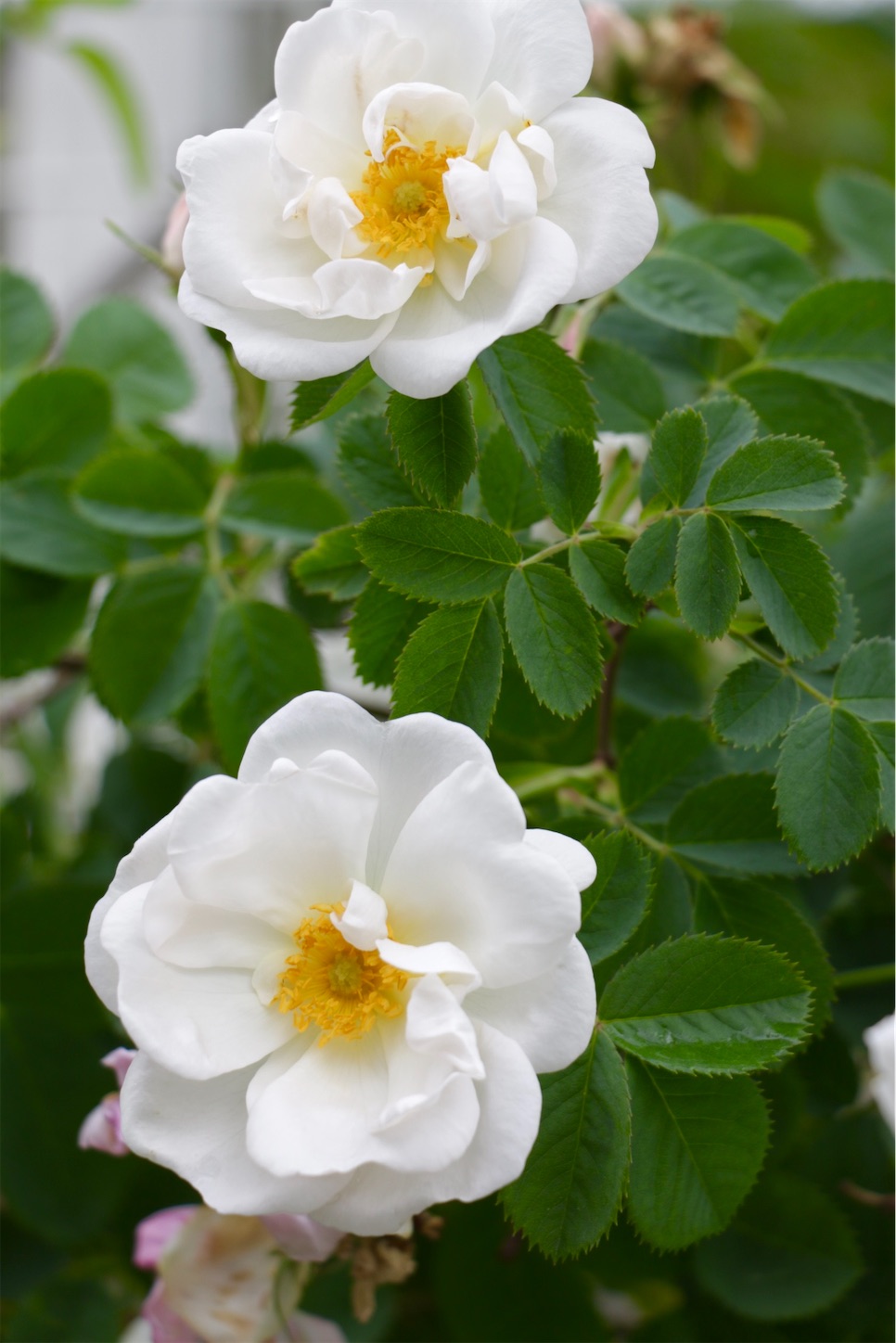 f:id:anemone950:20220514214551j:image f:id:anemone950:20220514214551j:image