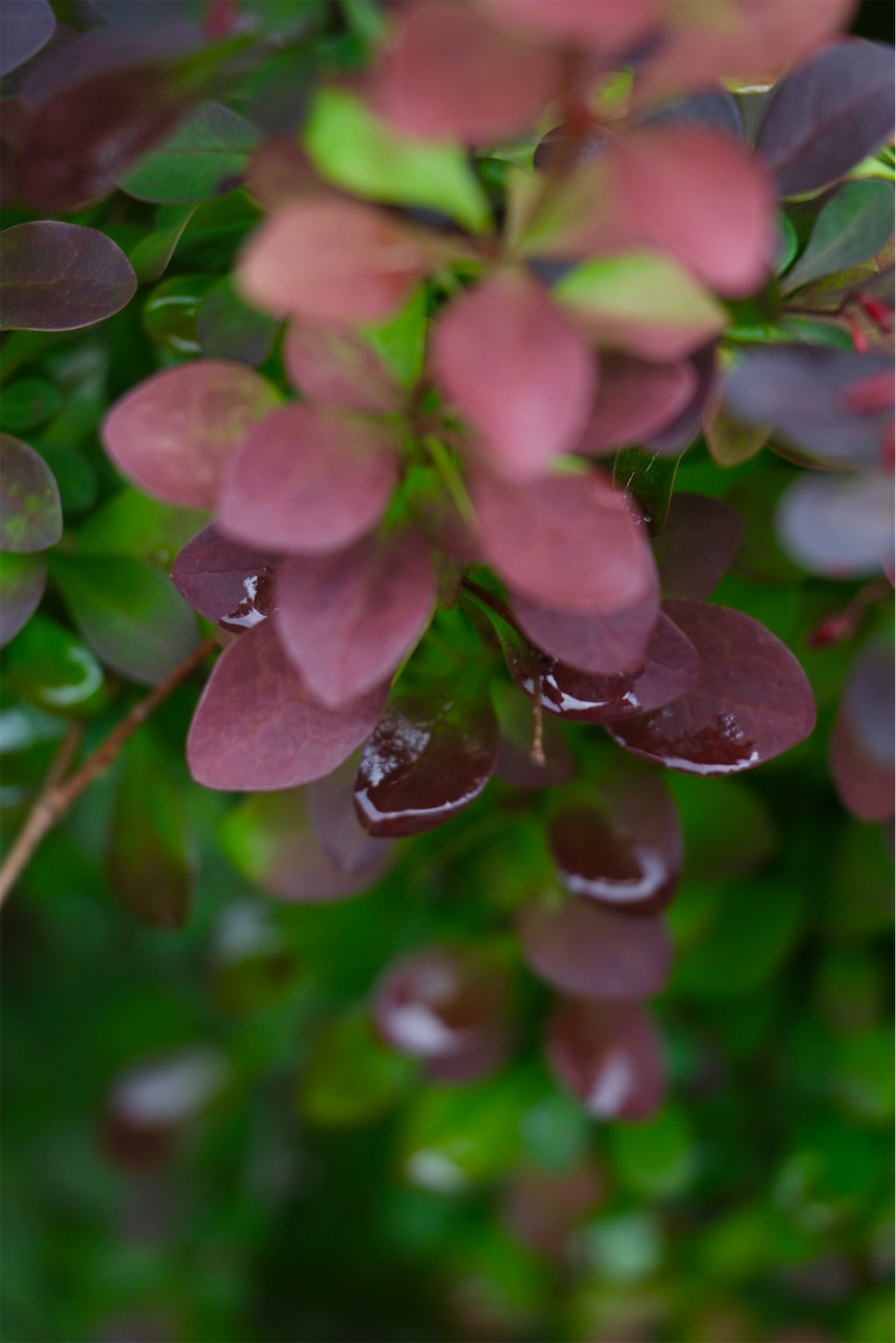 f:id:anemone950:20220514214553j:image f:id:anemone950:20220514214553j:image