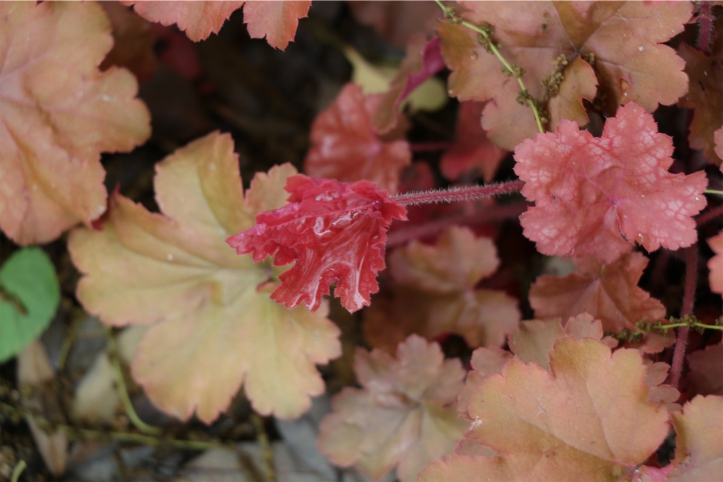 f:id:anemone950:20220514214557j:image f:id:anemone950:20220514214557j:image