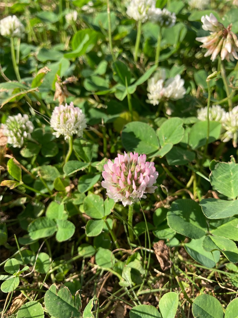 f:id:anemone950:20220529192705j:image f:id:anemone950:20220529192705j:image