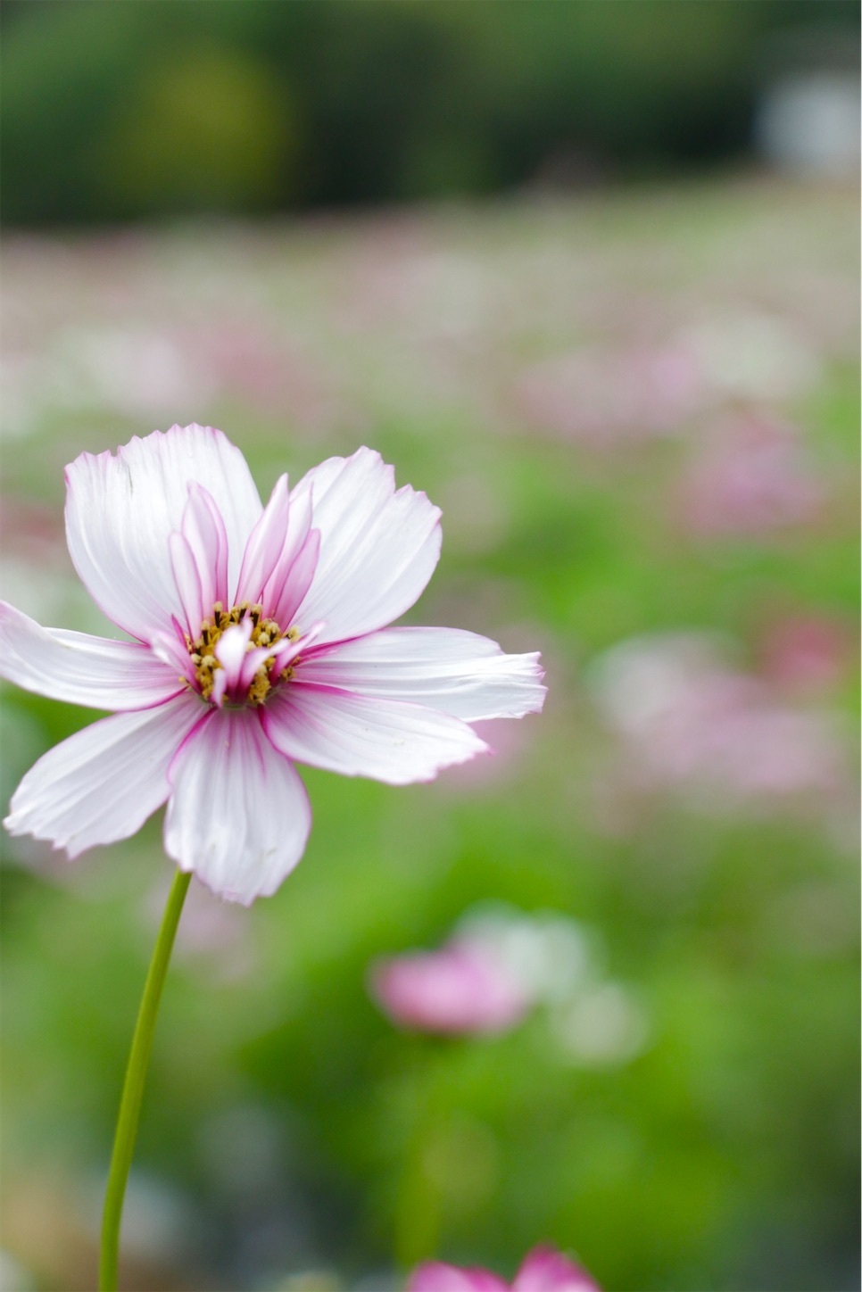 f:id:anemone950:20220926203123j:image f:id:anemone950:20220926203123j:image