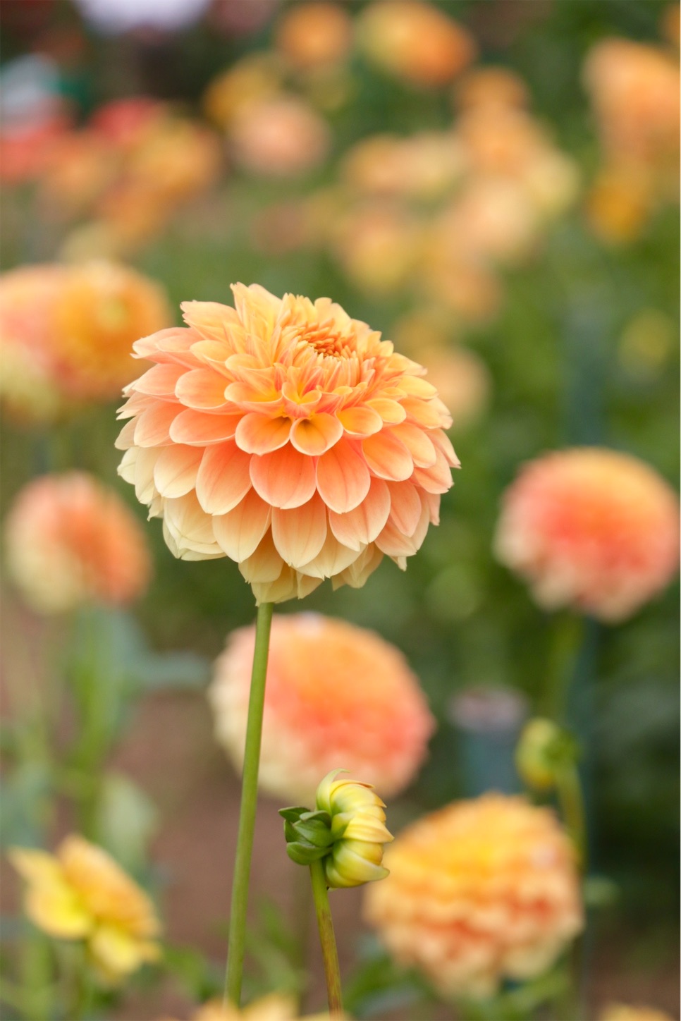 f:id:anemone950:20220926203126j:image f:id:anemone950:20220926203126j:image