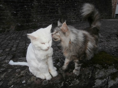 f:id:anemone_feb:20140723044433j:plain f:id:anemone_feb:20140723044433j:plain