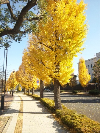 f:id:anemone_feb:20141206123912j:plain