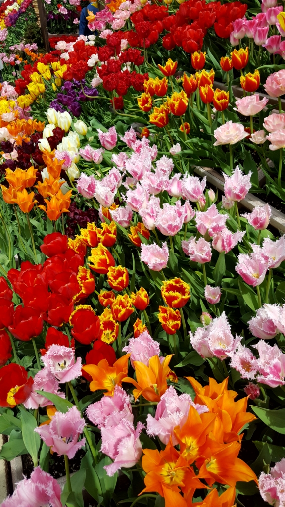 f:id:anemoneya:20170503135329j:plain f:id:anemoneya:20170503135329j:plain