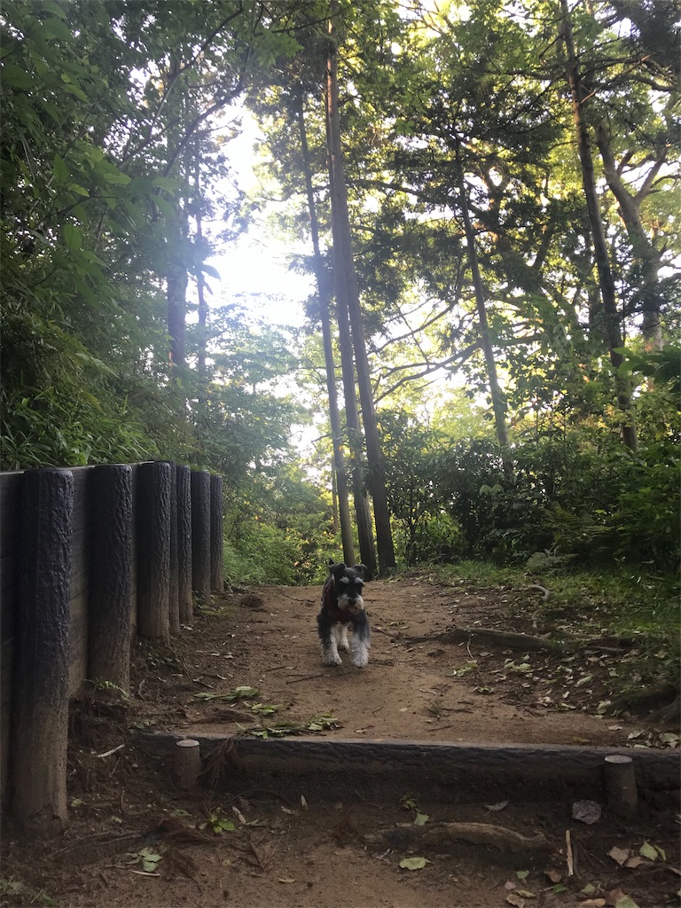 f:id:anezakimanAD:20190528230019j:image
