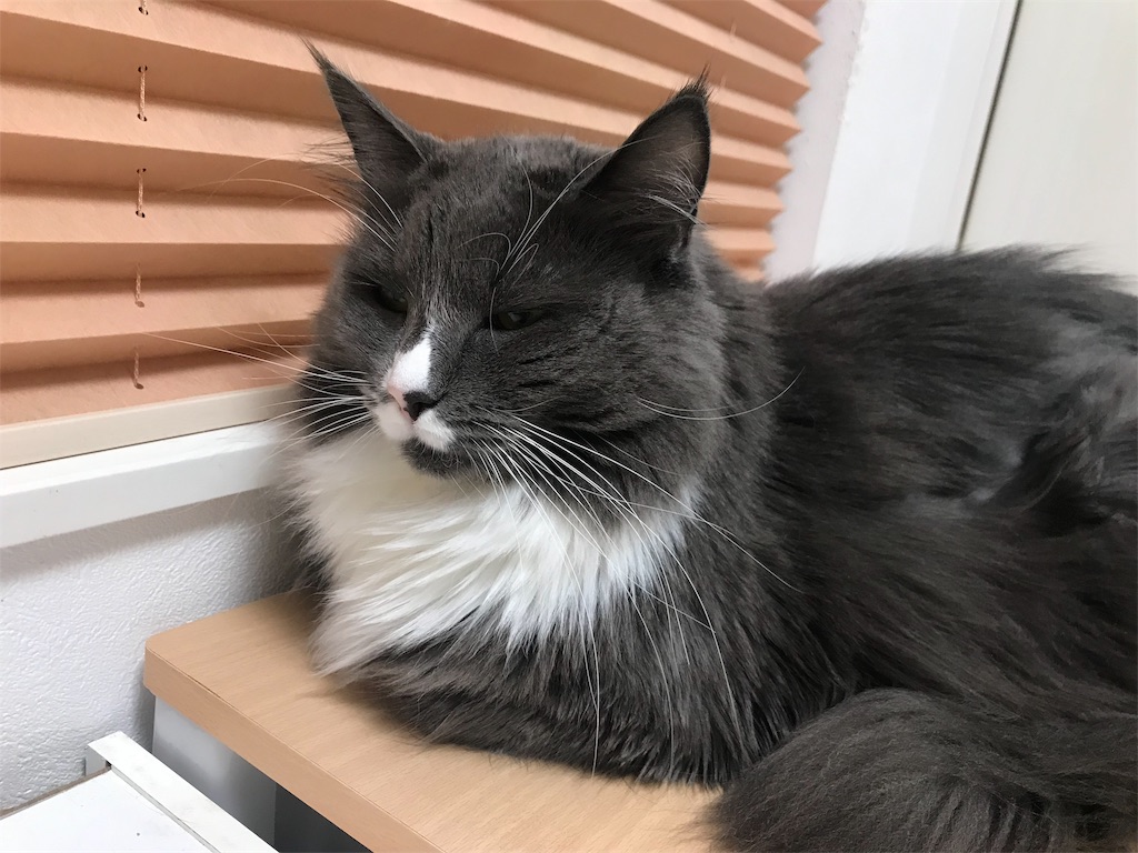 f:id:angelnorth0606:20190908192310j:image