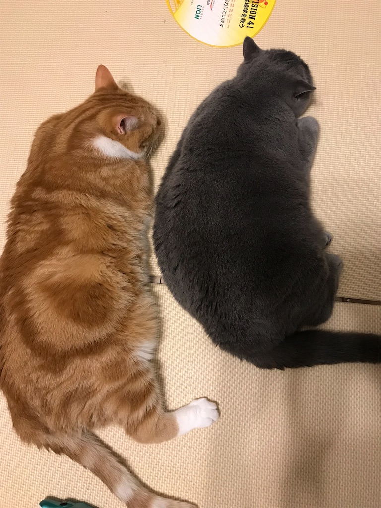 f:id:angelnorth0606:20190920074950j:image