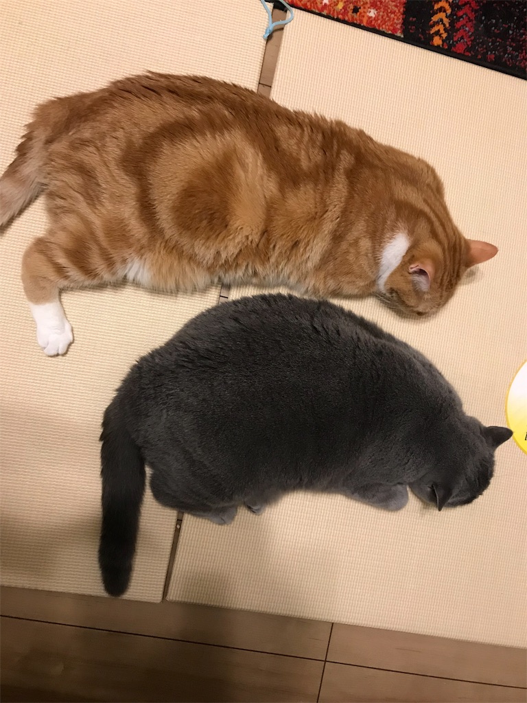 f:id:angelnorth0606:20190920074957j:image