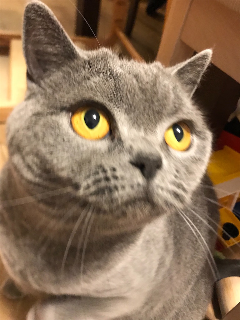 f:id:angelnorth0606:20201211121225j:image