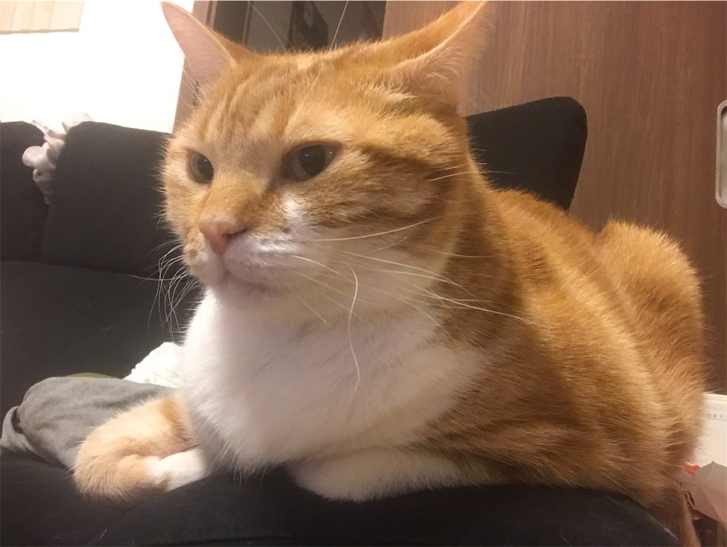 f:id:angelnorth0606:20201211121300j:image