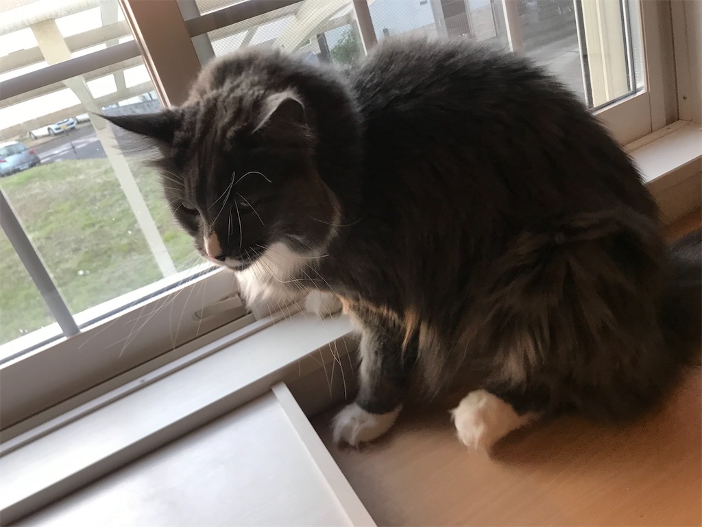 f:id:angelnorth0606:20201211121345j:image