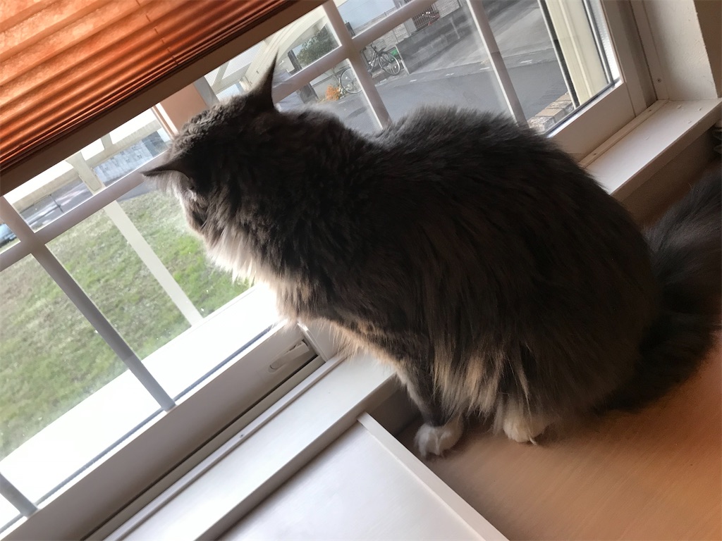 f:id:angelnorth0606:20201211121350j:image