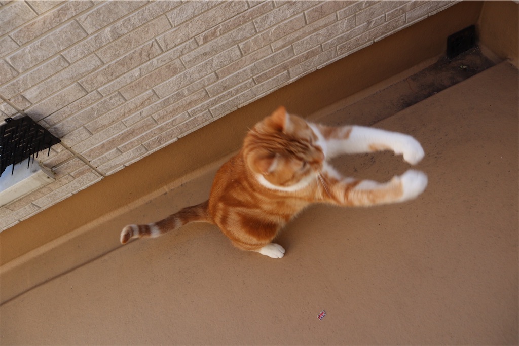 f:id:angelnorth0606:20210104081059j:image