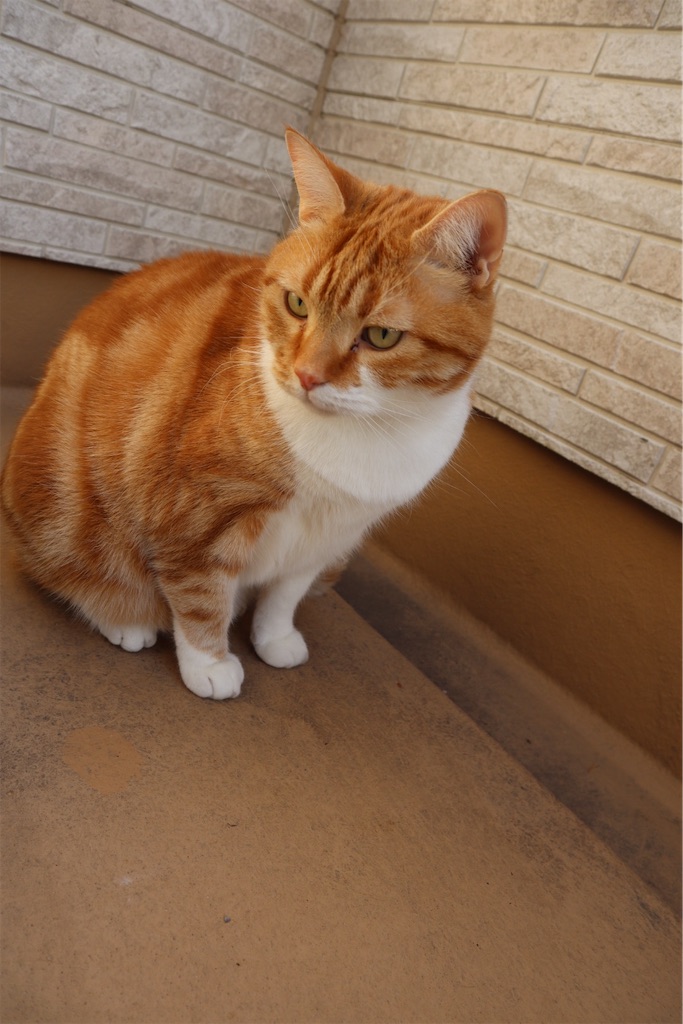 f:id:angelnorth0606:20210104081105j:image