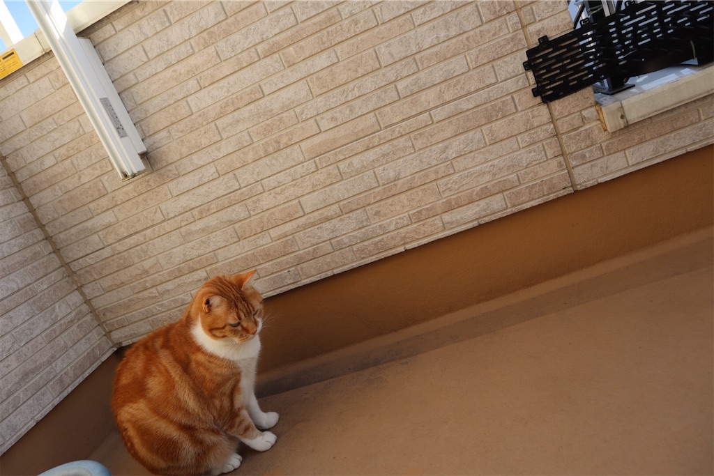 f:id:angelnorth0606:20210104081109j:image