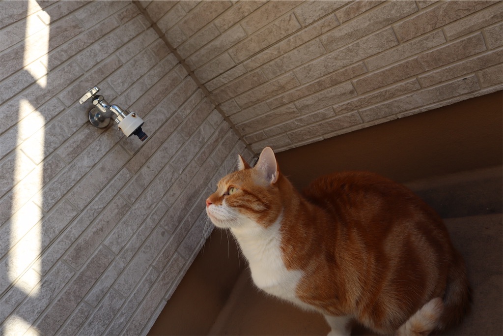 f:id:angelnorth0606:20210104081112j:image