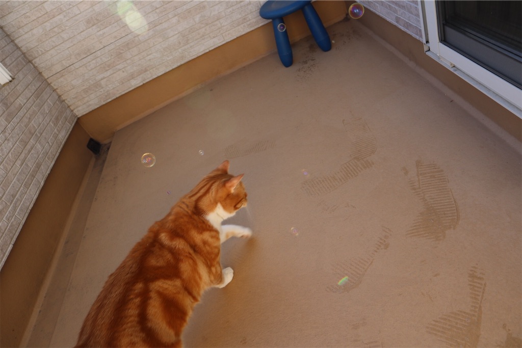 f:id:angelnorth0606:20210104081116j:image