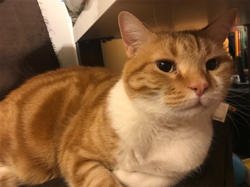 f:id:angelnorth0606:20210106202342j:plain