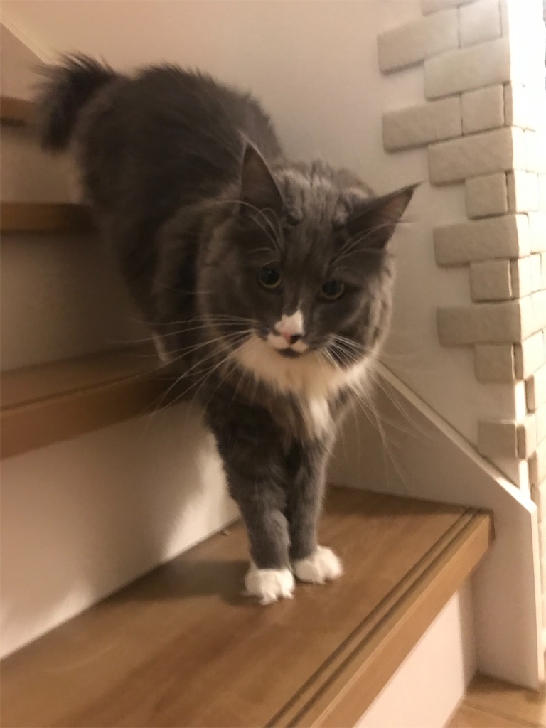 f:id:angelnorth0606:20210106202346j:plain