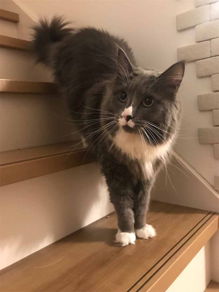 f:id:angelnorth0606:20210106202349j:plain