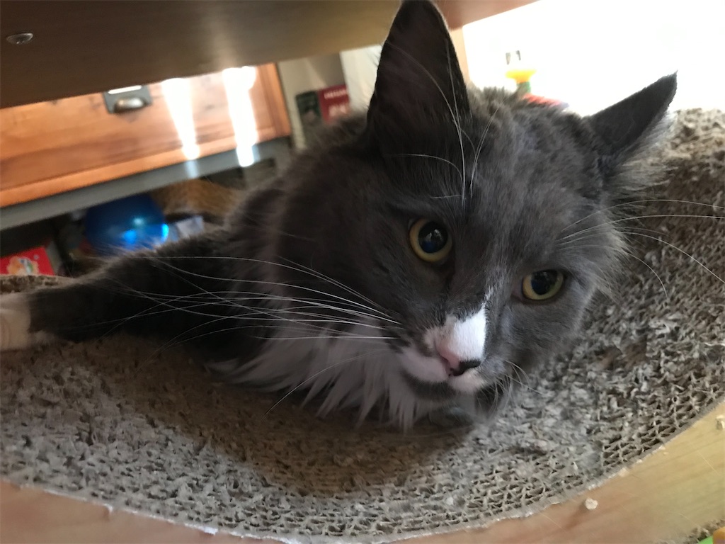 f:id:angelnorth0606:20210110180706j:plain