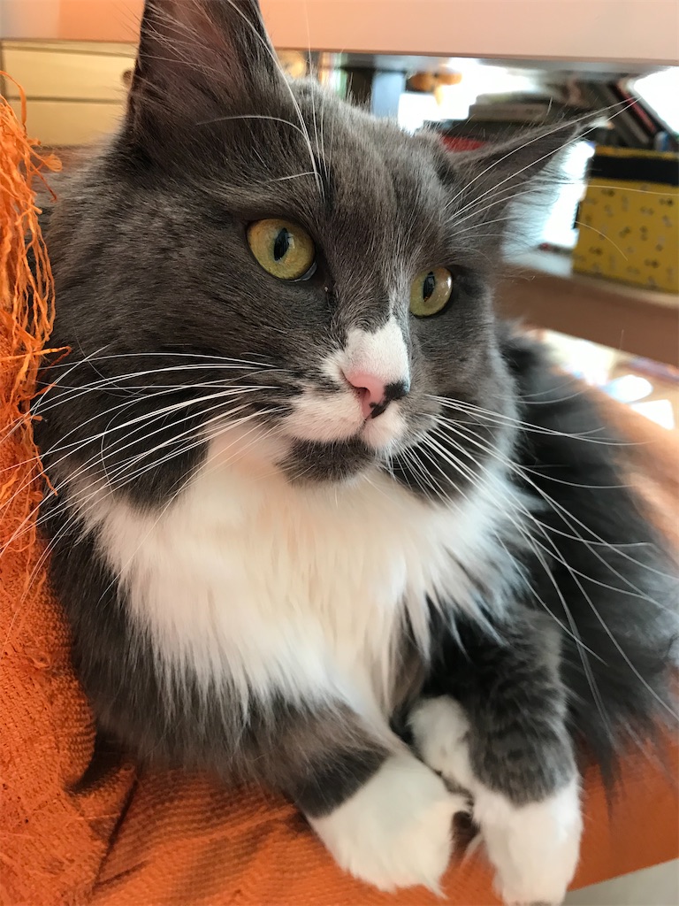 f:id:angelnorth0606:20210110180710j:plain