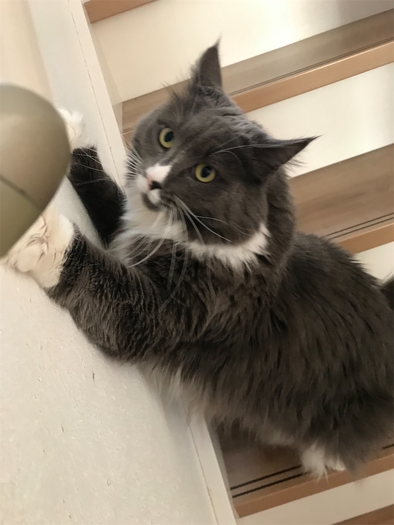 f:id:angelnorth0606:20210119074908j:plain